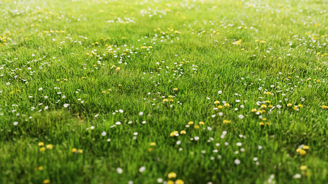 Bright green grass with daisies and yellow dandelions