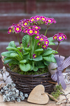 weinrote Stielprimel (Primula elatior) im Korb im Garten