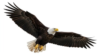Obraz premium A majestic bald eagle soars through the air with its wings spread wide and feathers glistening in the light.