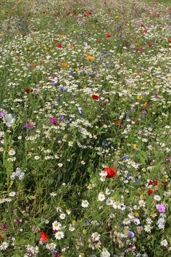 Bunte Blumenwiese