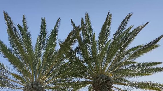 Real-time footage of a palm tree gently swaying in a warm tropical breeze against a clear blue sky. Natural outdoor scene with ample copy space, ideal for travel, vacation, summer relaxation concept