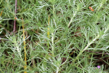 Obraz premium A type of wormwood grows in nature - Marshall's wormwood (Artemisia marshalliana)