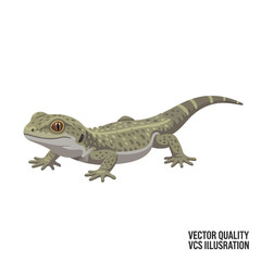 Obraz premium Detailed illustration of a patterned gecko lizard on a white background