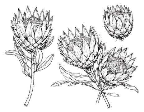 Exquisite protea floral sketch, delicate lines rendering detail. Three blooms, stems, and leaves. Botanical art