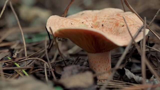 Forest harvest. Closeup of Saffron milk cap (Lactarius deliciosus) mushroom