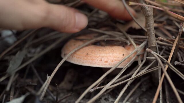 Mushroom season. Mushroom picker gathers saffron milk cap mushroom in the forest after a summer rain.