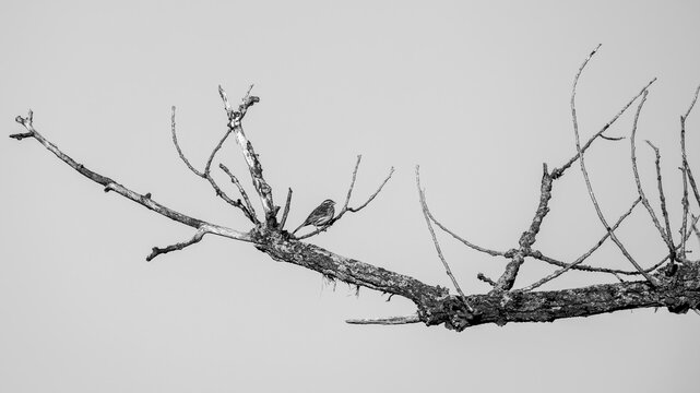 Black and white image of a small bird (cirl bunting, Emberiza cirlus) perched on a branch.