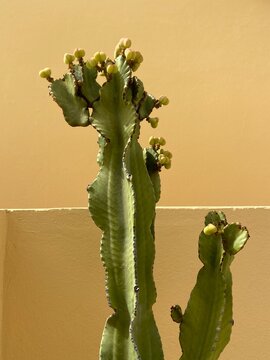 Minimalist view of a green cactus succulent reaching into a clear blue sky with a modern cream-coloured building in the background. Contemporary botanical image with clean lines, natural textures,