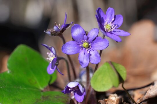 Group of the anemone hepatica kidneywort - violet spring flowers