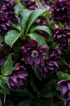 Purple hellebore with dark green leaves outdoors