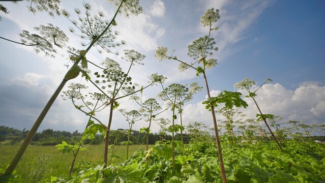 Giant hogweed invasive plants growing wild in a summer field under blue sky