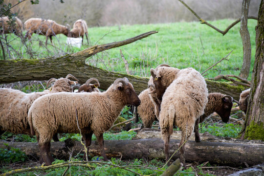 Group of brown Soay sheep grazing near fallen trees in the field