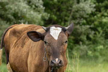 Brown cow with white spot on forehead.