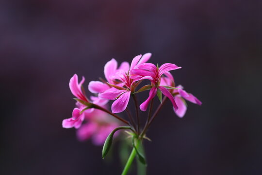 Close-up di una pianta di geranio rosa su uno sfondo nero