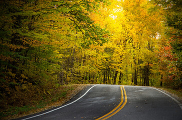 Naklejka premium Bright Yellow Trees Along a Curved Rural Road in Canada