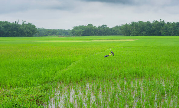 Adjutant storks feeding in water-logged rice field. Jorhat, India.