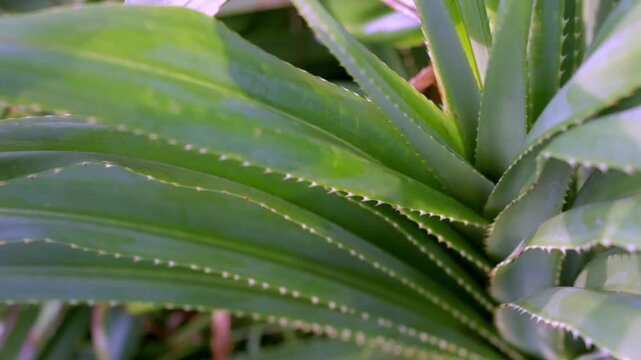 Close-up footage of pandanus plant leaves near the beach in warm evening light with soft bokeh background, capturing tropical coastal nature and calm seaside atmosphere.