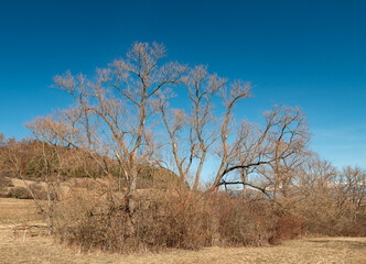 Early spring trees near Liptovska Mara reservoir with High Tatras mountains in the background under clear blue sky in northern Slovakia.
