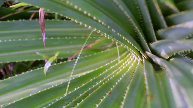 Close-up footage of pandanus plant leaves near the beach in warm evening light with soft bokeh background, capturing tropical coastal nature and calm seaside atmosphere.