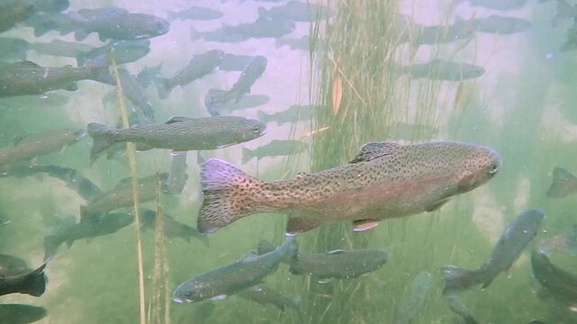 Regenbogenforellen schwimmen unterwasser in einer Fischzucht