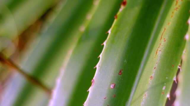 Close-up footage of pandanus plant leaves near the beach in warm evening light with soft bokeh background, capturing tropical coastal nature and calm seaside atmosphere.