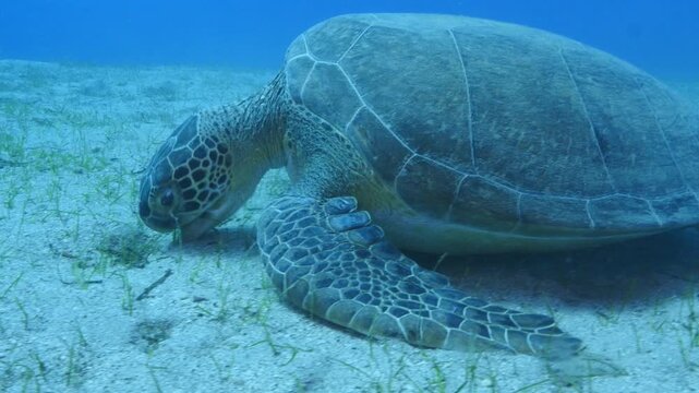 
turtle swimming  underwater. green sea turtle (Chelonia mydas) swimming and feeding ocean grass scenery  with animal eating
