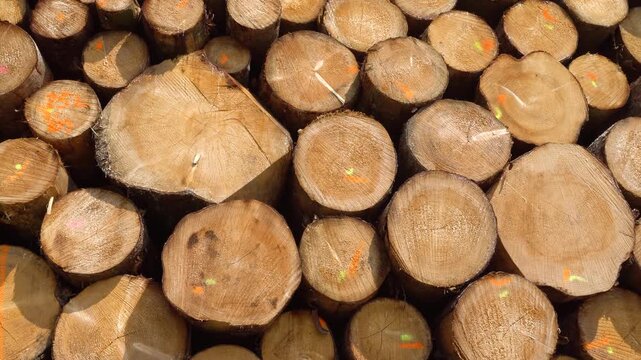 Auf einem Lagerplatz liegen die Holzst&auml;mme aus einer Forstwirtschaft zur Weiterverarbeitung in einem S&auml;gewerk