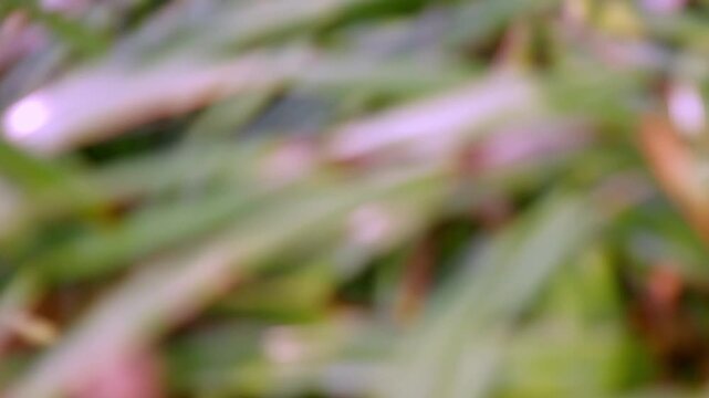 Close-up footage of pandanus leaves near the beach with a soft blurred background in warm evening light, capturing tropical coastal vegetation and a peaceful seaside atmosphere.
