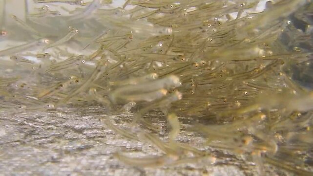 Junge &Auml;schen als Fischbrut kurz nach dem Schlupf aus dem Ei in der Fischzucht mit Unterwasservideo