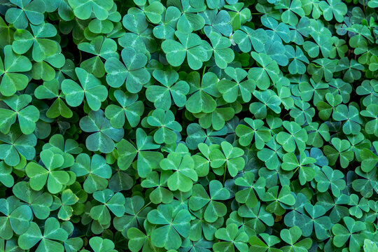 Oxalis decoration grass. Green leaves. Clover.  Macro shot of green oxalis and shamrock on ground cover.
