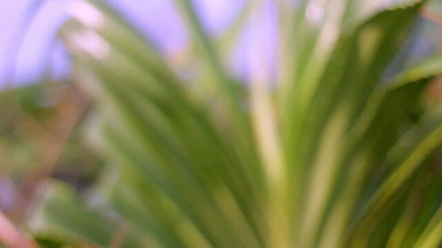 Close-up footage of pandanus leaves near the beach with a soft blurred background in warm evening light, capturing tropical coastal vegetation and a peaceful seaside atmosphere.