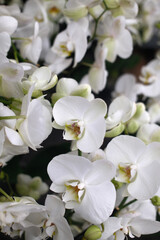 Obraz premium Fresh Flowers Bouquet and Floral Decoration