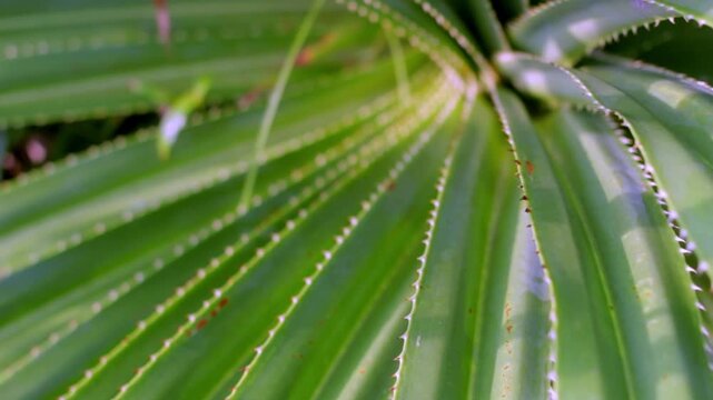 Close-up footage of pandanus plant leaves near the beach in warm evening light with soft bokeh background, capturing tropical coastal nature and calm seaside atmosphere.