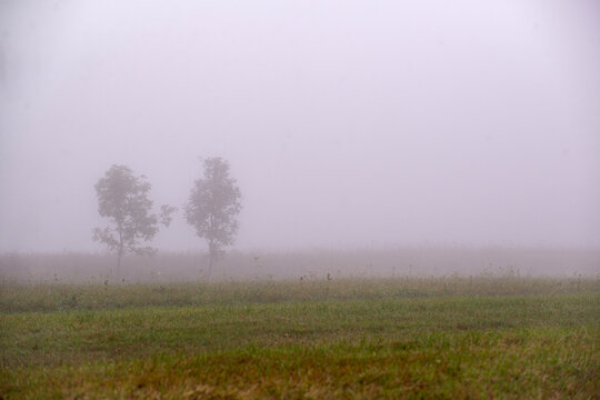 Two trees in the fog