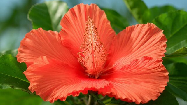 Close-up macro of a vibrant orange hibiscus flower blooming in a tropical garden, showing the delicate unfolding of petals and detailed stamen against lush green foliage.
