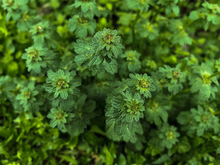 Top view of fresh green wild plants with small buds, soft bokeh and natural spring texture. Ideal as eco background.
