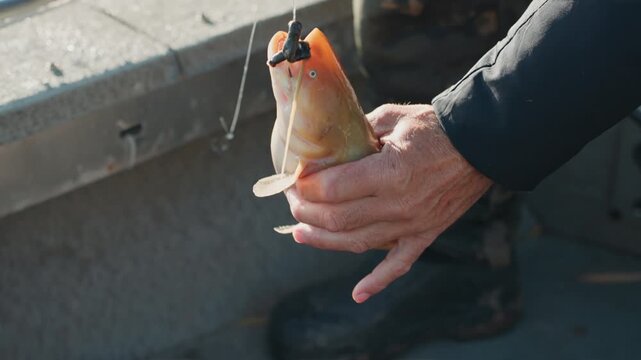 Fisherman removing freshly caught fish from fishing hook
