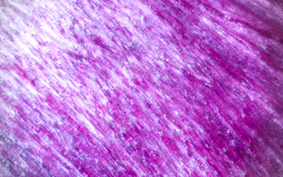 Tulip petal supermacro
