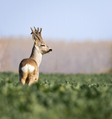 Roe deer in field during sunrise © Dusan