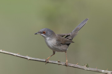Female Sardinian Warbler perched on a thorny bramble branch (Curruca melanocephala)