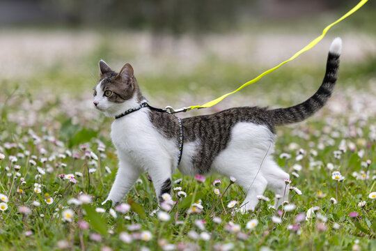 Domestic cat walking on a leash in a flowery meadow with daisies (Felis catus)