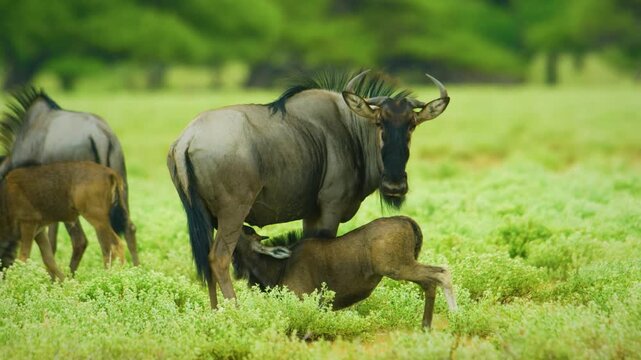 wildebeest mother with a young one which is suckling milk from her tits.