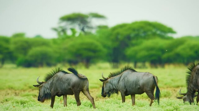 Wildebeests (Gnus), Moremi Game Reserve, Okavango Delta, Botswana. 