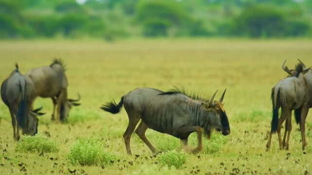 A Blue wildebeest (Connochaetes taurinus) Stretching his body on ground in Kruger national park South Africa.