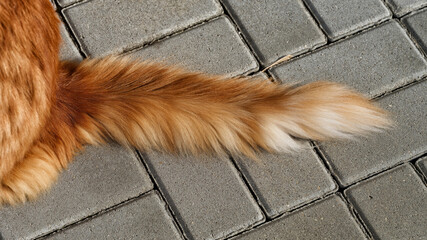 The fluffy ginger tail of a Maine Coon cat resting on a grey stone pavement. Close up.