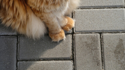A red Maine Coon cat paws standing on a grey stone pavement. Close up.