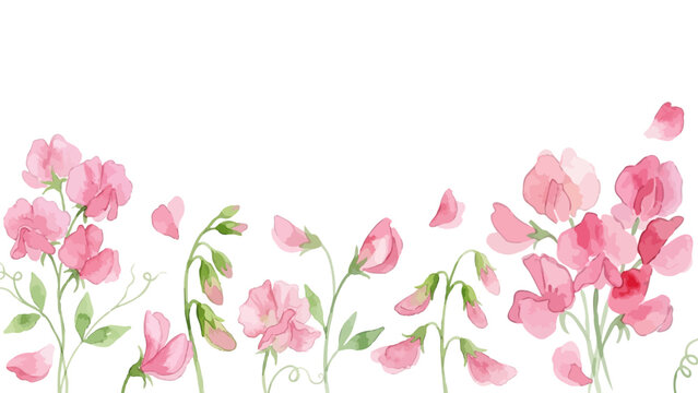 Watercolor-style lovely pink sweet pea flowers, spring botanical illustration with petals／スイートピー　
