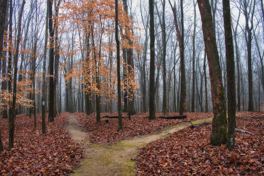 Winter woodland trail diverging in fog