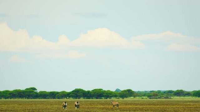 A herd of African Gemsboks (Oryx gazella) grazing grass in kruger national park of south africa.