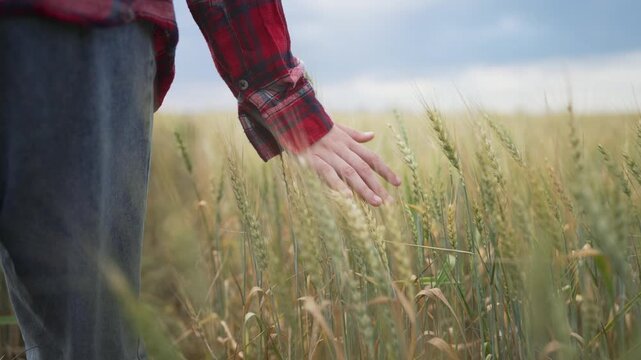 farmer hand touching field. Farmer walks through golden wheat field hand gently grazing wheat stalks. Rural agriculture scene with farmer field wheat at sunset. Farmer feeling connection wheat field.